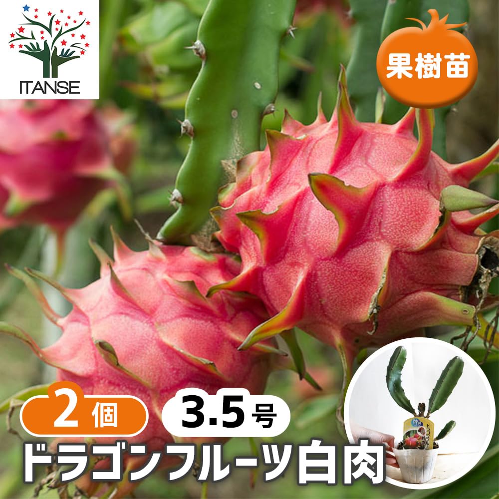 Amazon.co.jp: ITANSE ドラゴンフルーツ 白肉 果樹苗 10.5cm